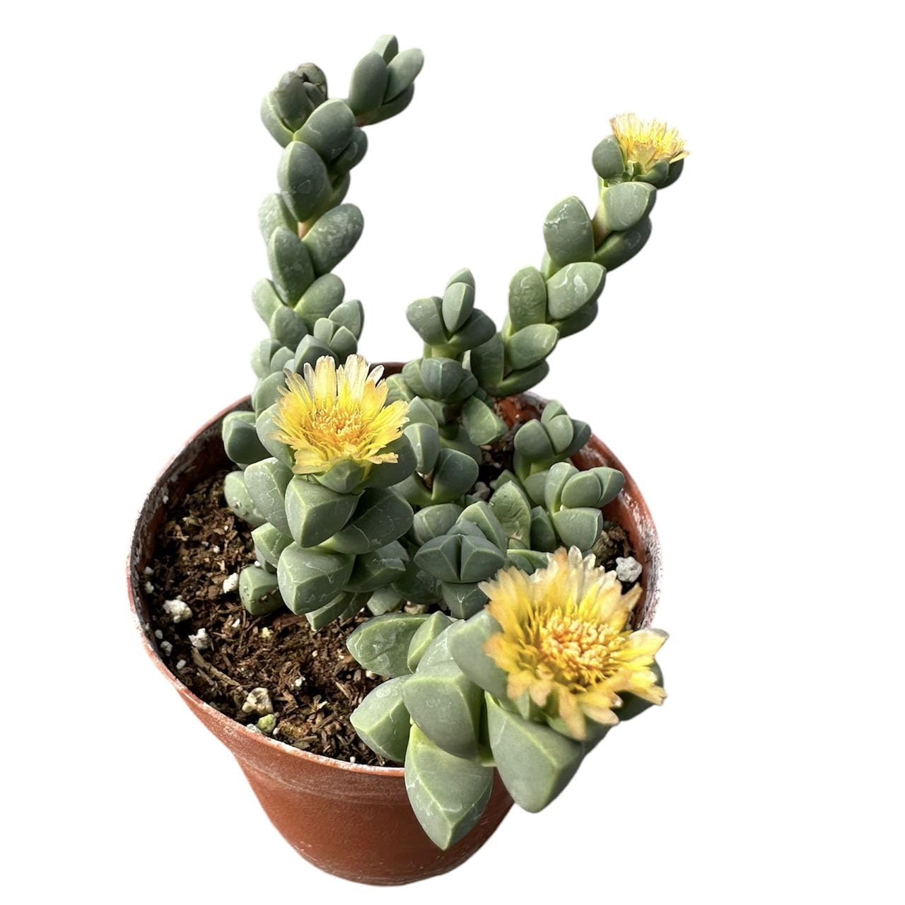 USKC Corpuscularia Lehmannii Ice Plant