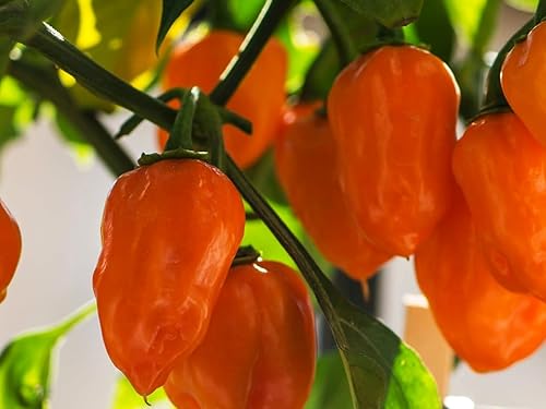 Miniatura 7 de Más de 35 semillas de pimiento picante para plantar habanero fantasma, mezcla de semillas de pimiento fantasma, rojo, naranja, amarillo, semillas de