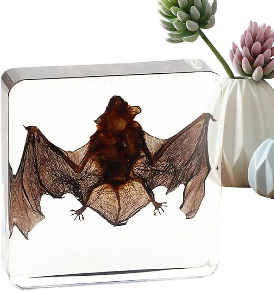 Amazon.co.jp: SUEVAS 動物の剥製コウモリ、樹脂の剥製動物、科学教室 Amazon.co.jp: SUEVAS 動物の剥製コウモリ、樹脂の剥製動物、科学教室