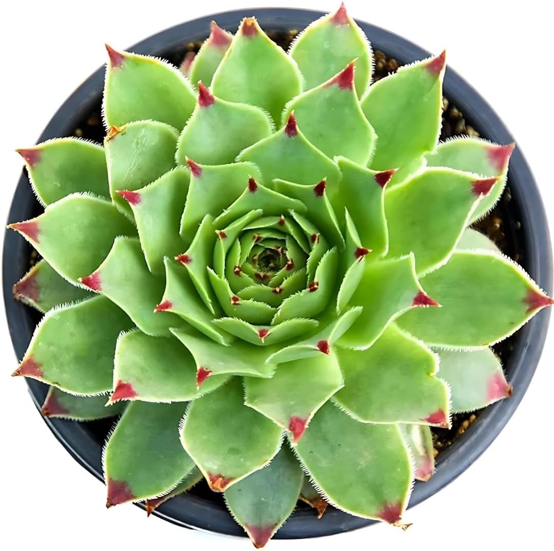 GrowHeaven Live Laxmi Vishnu Kamal Succulent Plant With Pot (LAXMI KAMAL PLANT)