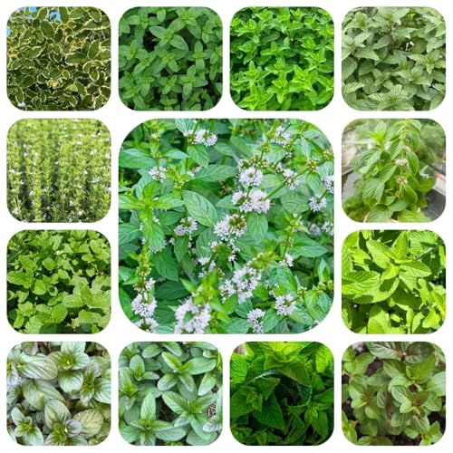 semi di menta, resistente tappezzante biologici per balcone da giardino appartamento purificatrici dell'aria 1200pcs