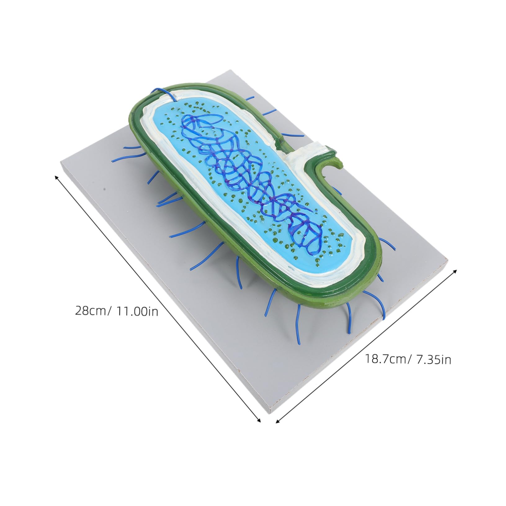 Zellkernmodell als Vergrößertes Kunststoff Biologiemodell für Unterricht | Zellstrukturmodell , Ausstellungsmodell für Schüler , Detaillierte Organellen Darstellung