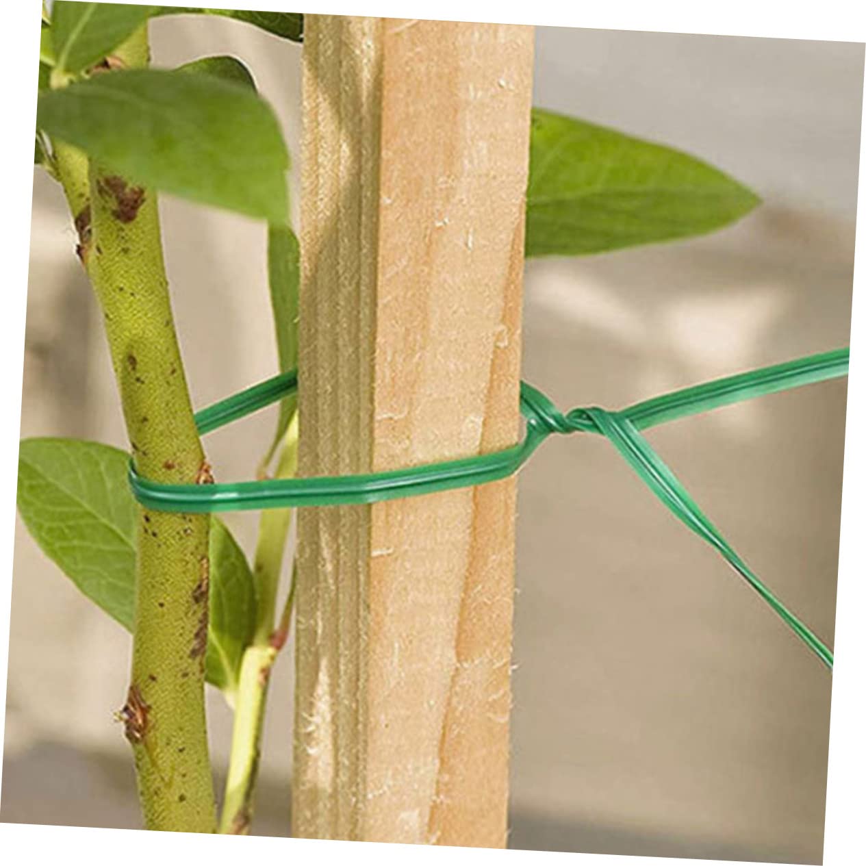 SUPVOX 2000pezzi Fissaggio per Rampicanti Accessorio per Giardinaggio Resistente e Flessibile per Sostenere per e Casa