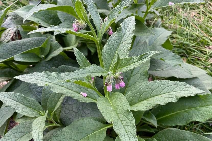 Miniatura 7 de bodi  Hoja de consuelda seca  4oz a 5lb  100% puro natural hecho a mano (1 libra)