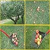 Amazon.com : ROOT ASSASSIN RAKE : Patio, Lawn & Garden