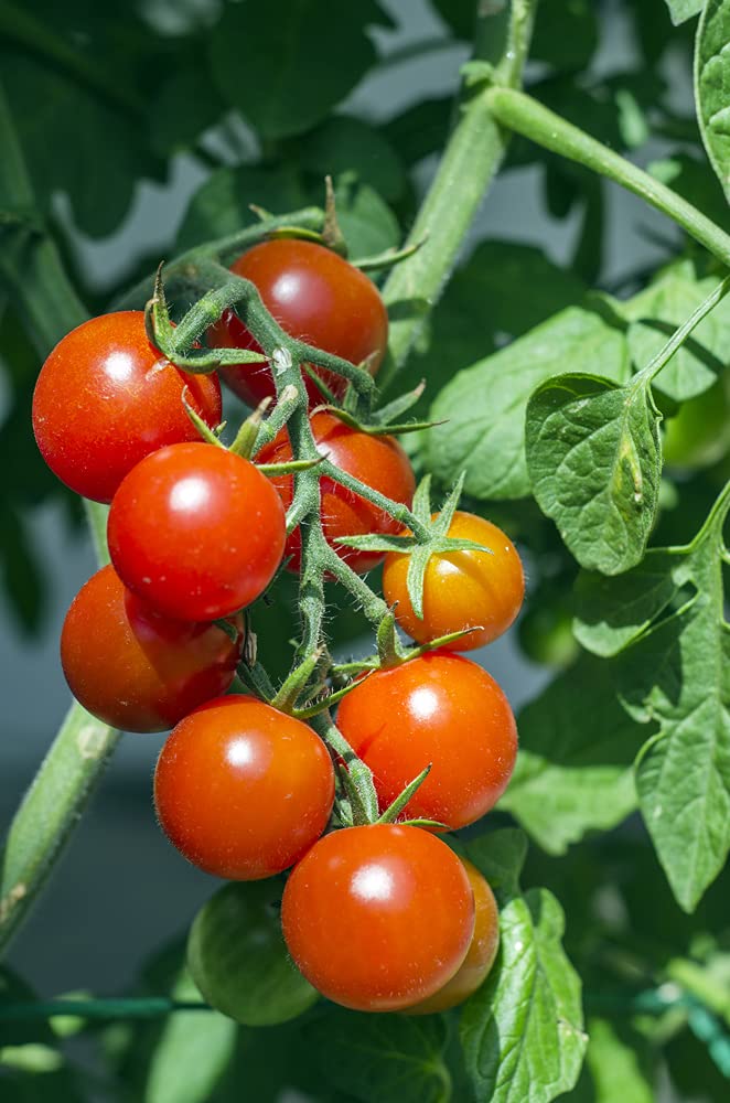 Amazon.com : Baxters Early Bush Cherry Tomato Seeds for Planting, 100+ Heirloom Seeds Per Packet, (Isla's Garden Seeds), Non GMO Seeds, Botanical Name: Solanum lycopersicum, Great Home Garden Gift : Patio, Lawn