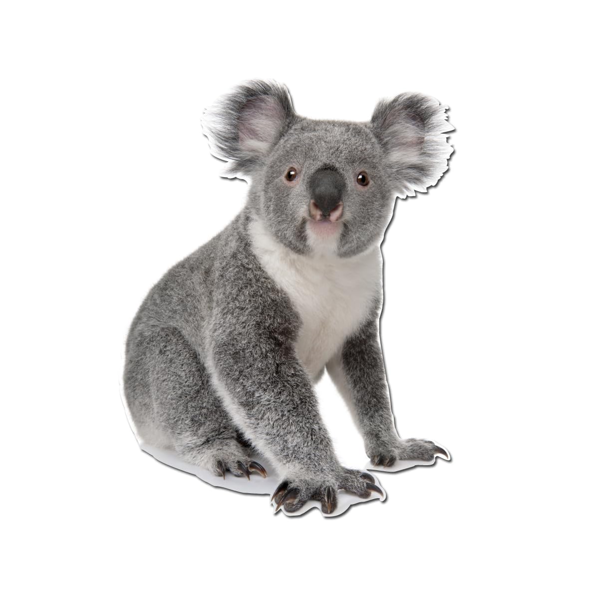 Amazon.com: Koala Bear 12 inch Static Cling : Electronics