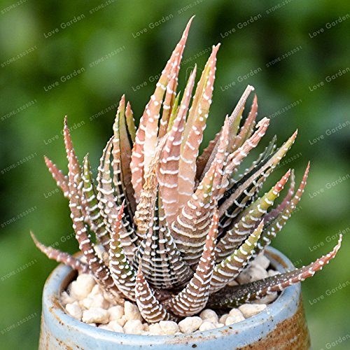 Haworthia Fasciata Semi di Aloe Vera Semi Succulente Pianta Rara Semi  Giapponesi Mini Latte Bonsai del Fiore Per la Casa Garden, 2 Stck, 100  Stck : Amazon.de: Garten