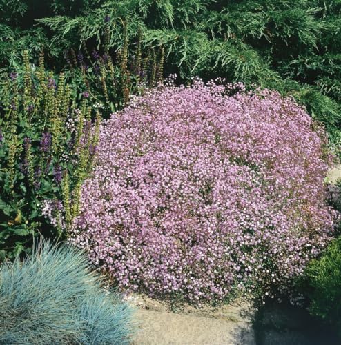 Gypsophila repens \'Rosenschleier\' 9x9 cm Topf – Winterhart, Mehrjährig, Pflegeleicht – Teppich-Schleierkraut – Bodendecker für Steingarten & Beet Gypsophila repens \'Rosenschleier\' 9x9 cm Topf – Winterhart, Mehrjährig, Pflegeleicht – Teppich-Schleierkraut – Bodendecker für Steingarten & Beet
