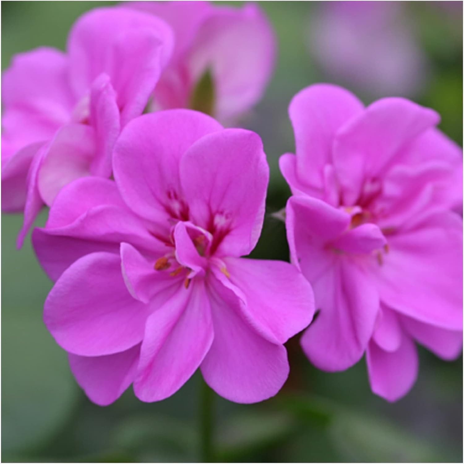 Trailing Geranium Amelit 6 Starter Plants Geraniums .Fantastic for
