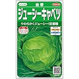 サカタのタネ 実咲野菜 ジューシーキャベツ 金春