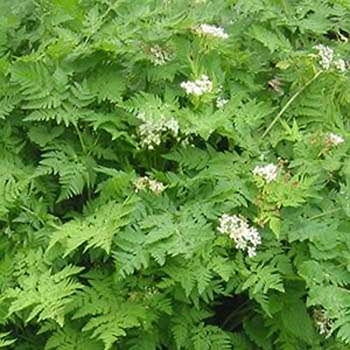 Perifollo (Anthriscus cerefolium) - 200 Seed