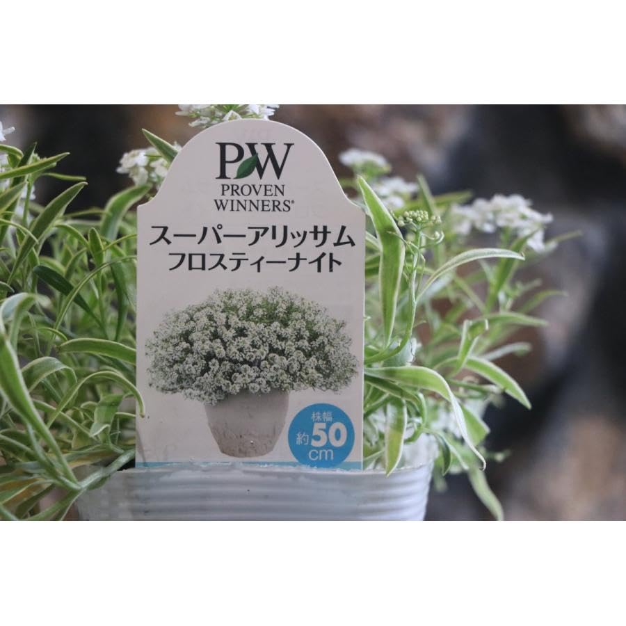 アリッサム　３ポットセット　専用です。 楽天市場】【大感謝祭！全商品エントリーでP5倍】「スーパー