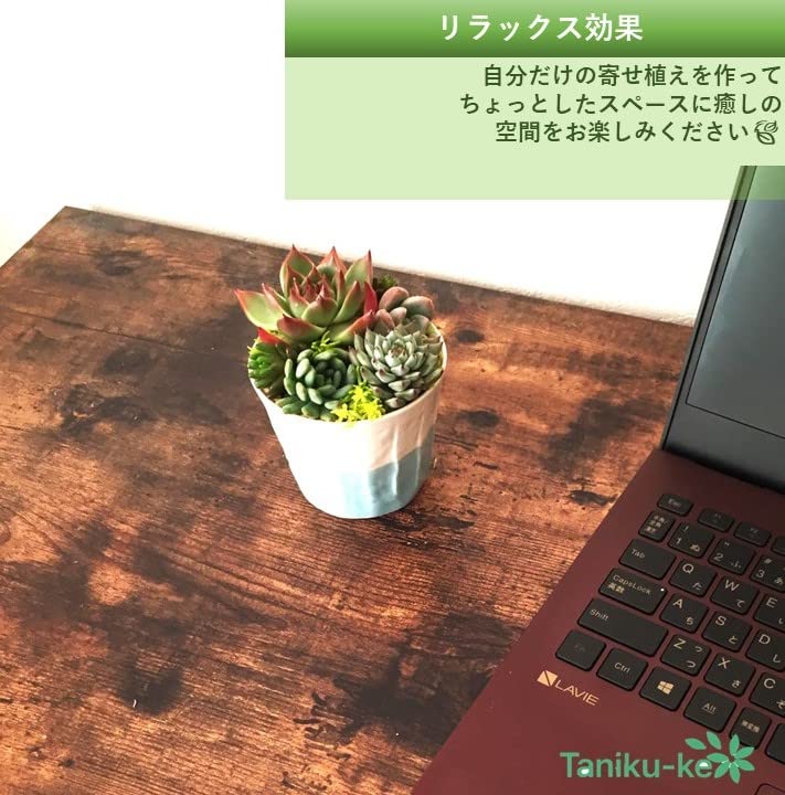 Amazon.co.jp: アンストーン 多肉植物7.5㎝ポッ ト エケベリア 根付苗