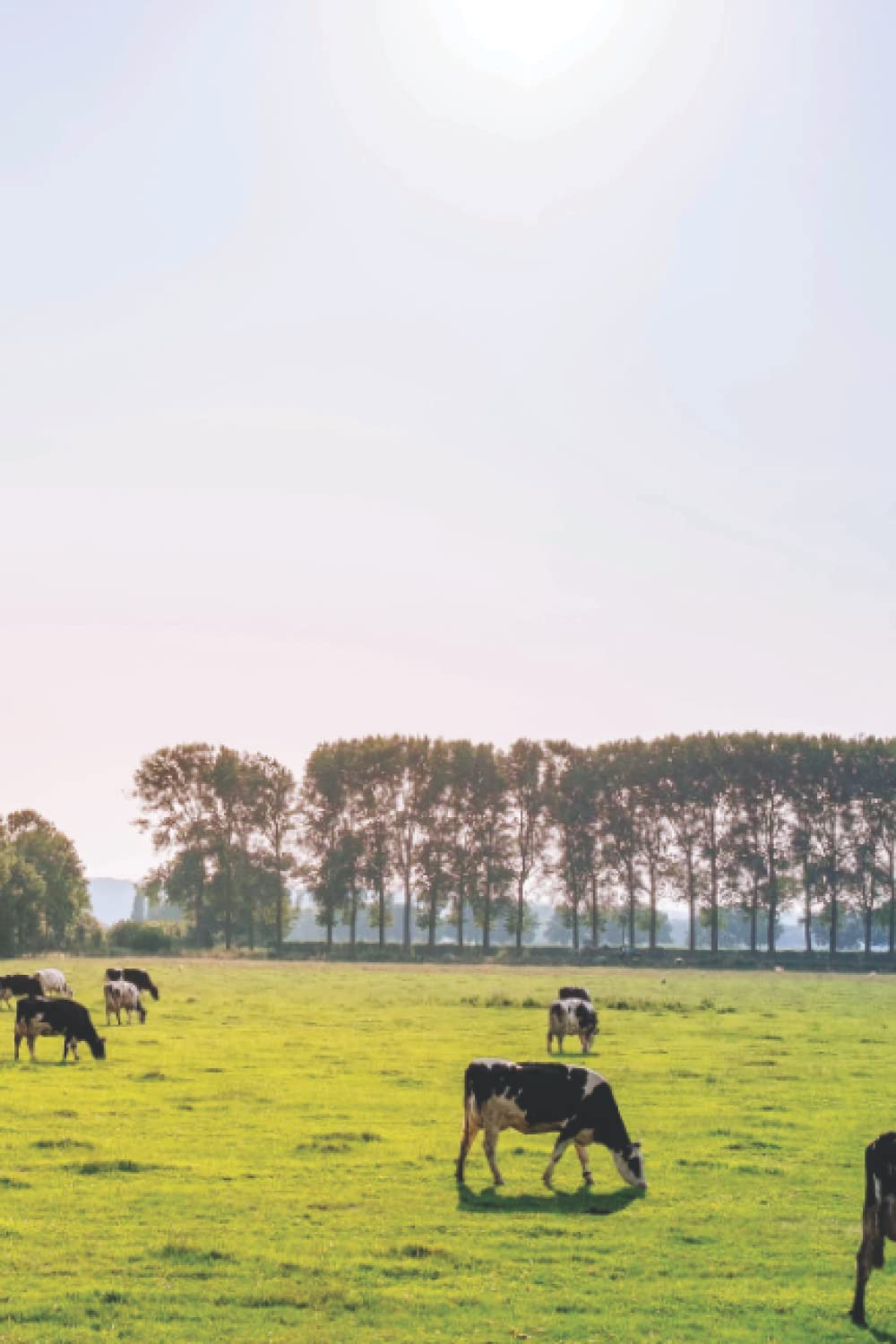 Field of Cows Journal: Blank Lined Notebook