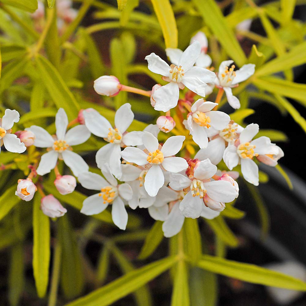 Potted Choisya Ternata Plant Low Maintenance Mexican Orange Blossom Shrub with Glossy Golden Leaves & Summer Flowers 2 x Choisya Ternata Sundance in 2L Pots by Thompson and Morgan