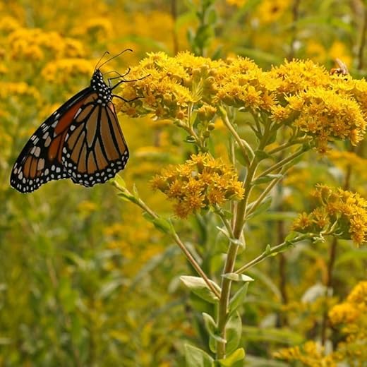 Rigid Goldenrod Flower Seeds for Garden