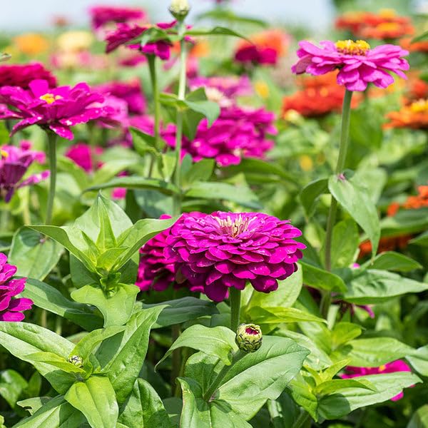 Zinnia Purple Flower Seeds (30 Seeds Pack) Fragrant Flowering Plants Seeds for Home Gardening | Natural and Real Planting Seeds for Indoor Home Decor | Summer Flowering Seeds for Lawn (B0BZDQYPD6) Amazon Price History, Amazon Price Tracker