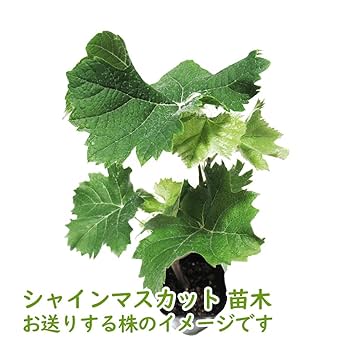 Amazon.co.jp: 富士園芸 ぶどう 苗木 苗 「シャインマスカット
