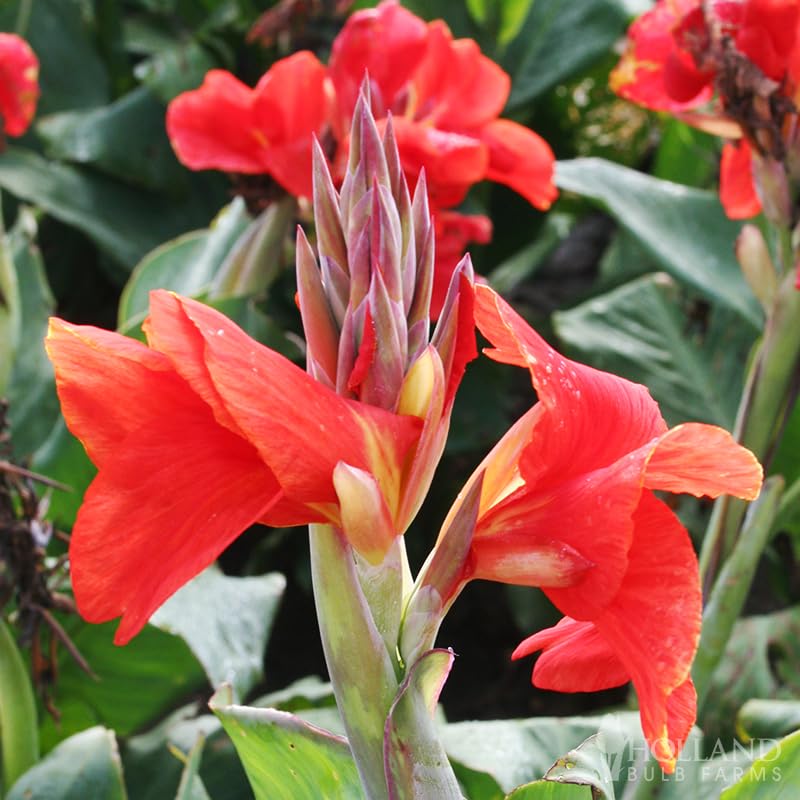 6 Canna Rhizomes / Bulbs / Roots - The President - Order for Spring Planting!