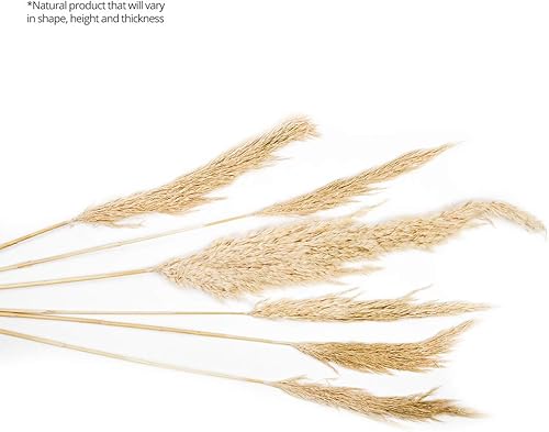 Miniatura 4 de Koyal Wholesale Plumas decorativas de hierba de las pampas secas reales, 28-32 pulgadas, color crema natural, a granel de 96 piezas de tallos de