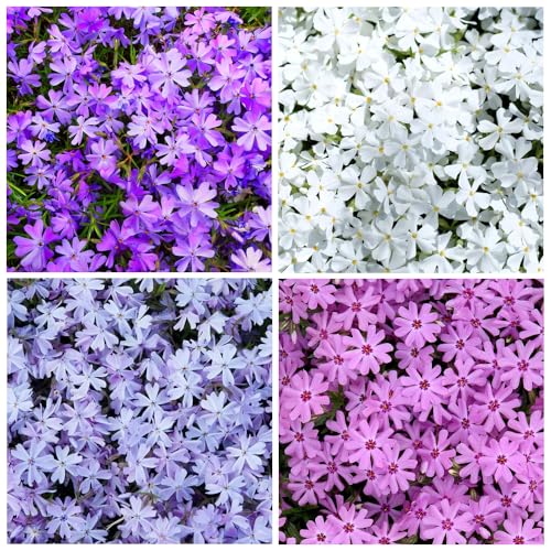 1000+ Creeping Phlox Seeds Beauty for Planting Outdoor-Annual Garden Phlox Fragrant Attracts Butterflies