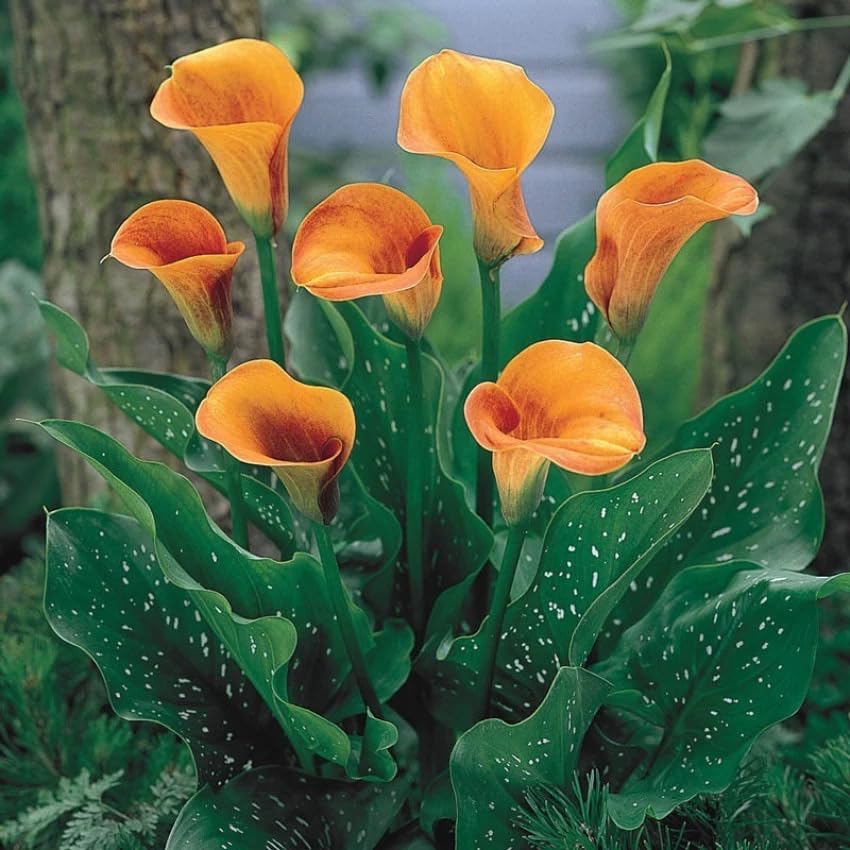 See full amazon price history chart for Peace Lily Spathiphyllum Indoor Plant Without Pot, Live Plants Without Flower Pots For Indoor Home Living Room Decor, Pack of 2 Peace Lily Spathiphyllum Indoor Plant Without Pot, Live Plants Without Flower Pots For Indoor Home Living Room Decor, Pack of 2 (B0D664NK55) Amazon Price History, Amazon Price Tracker