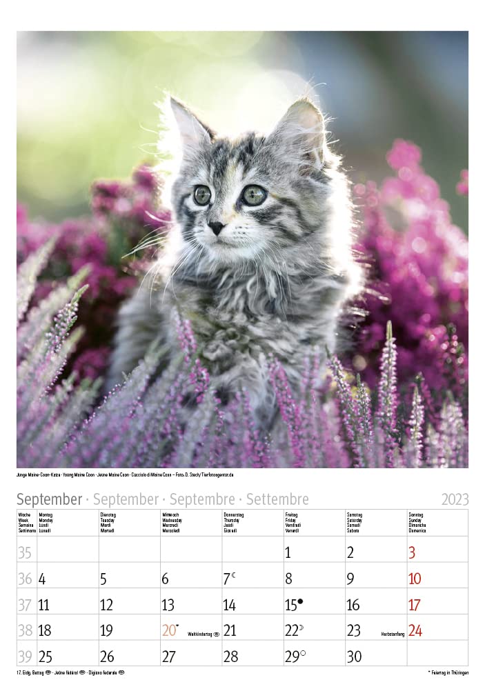Katzen 2023