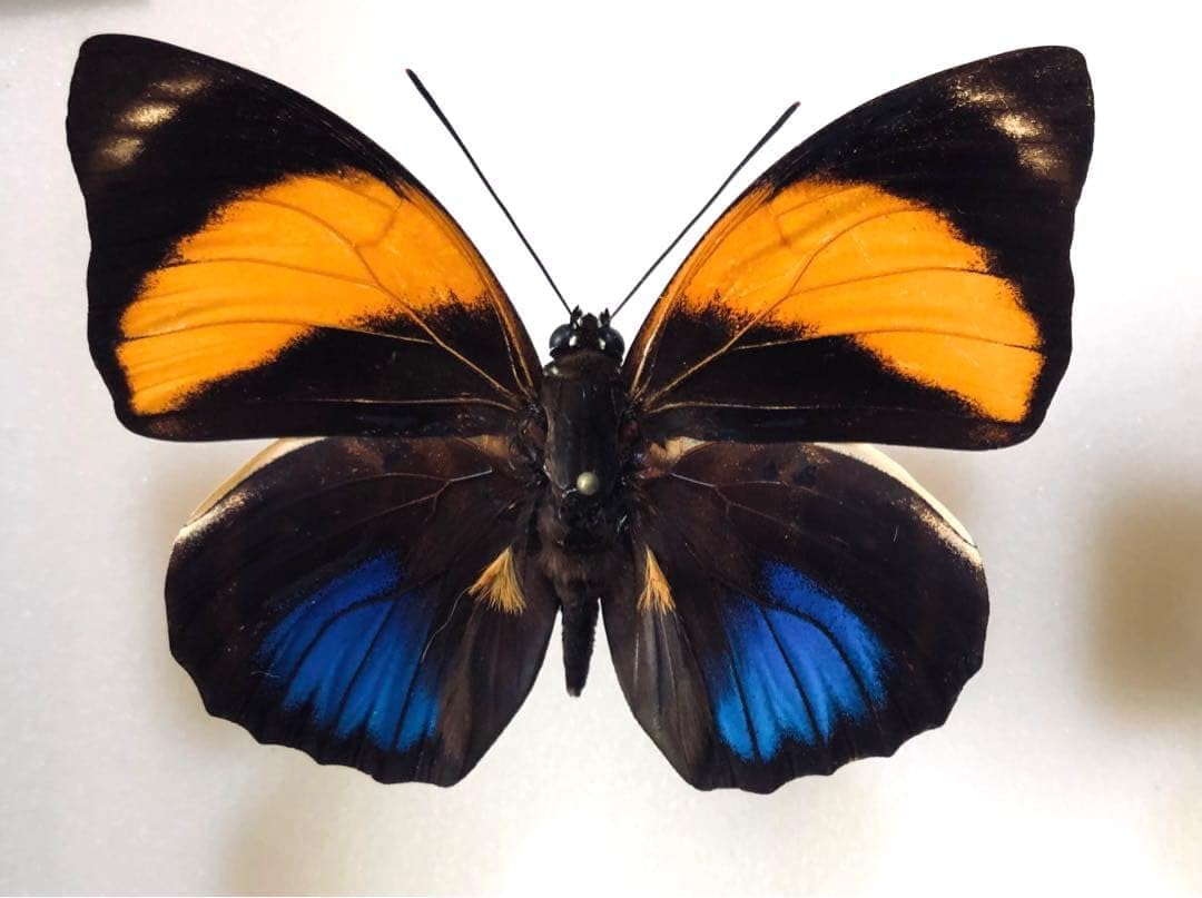 外国産蝶標本‼️美麗翔ぶジャングルの宝石 アグリアス2種類セット