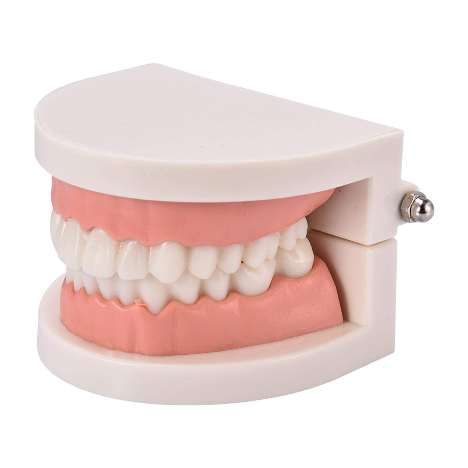 Veeteah Standard Teeth Model Model Brushing Flossing Practice Teeth Typodonts Mode Gingiva Visible Anatomic Demonstration Teaching Studying Standard Size