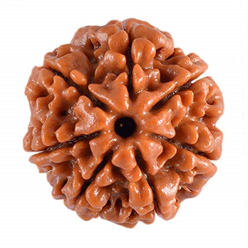 Shivoham 7 Mukhi Rudraksha with Certificate - Natural - Nepal Origin