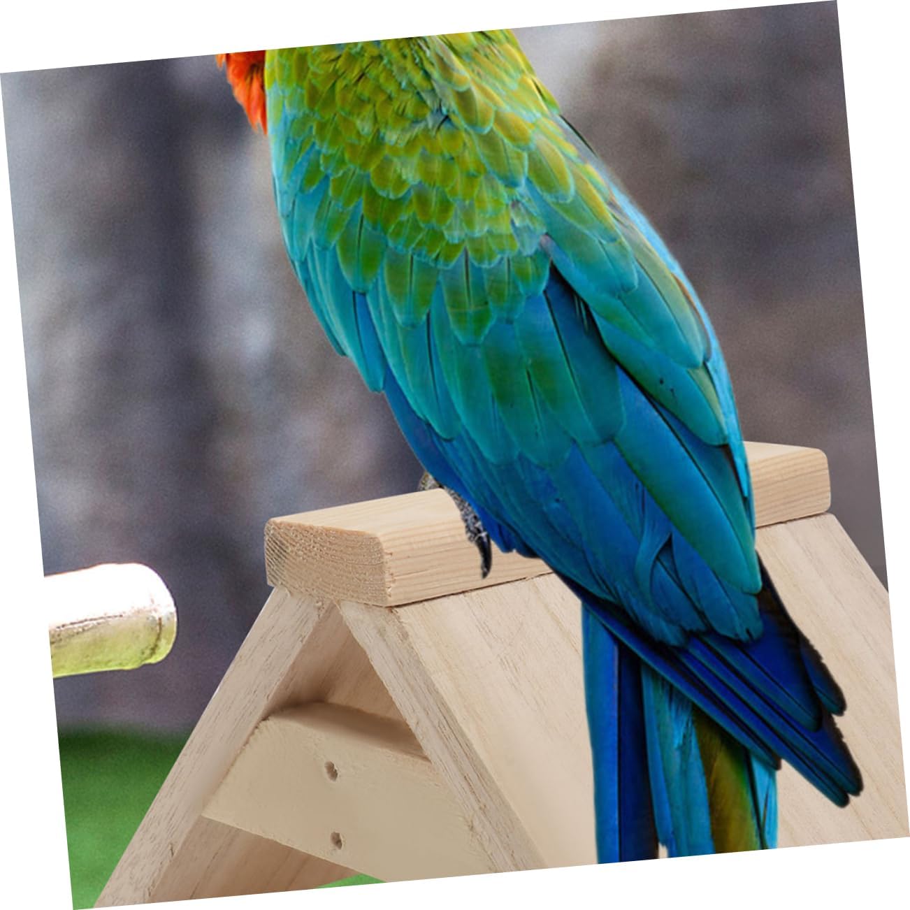 5pcs Pigeon Perch Stand for Parrots and Birds Safe and Smooth Natural Wood Toy Bird Cage Accessory for Comfortable Perching and Playtime