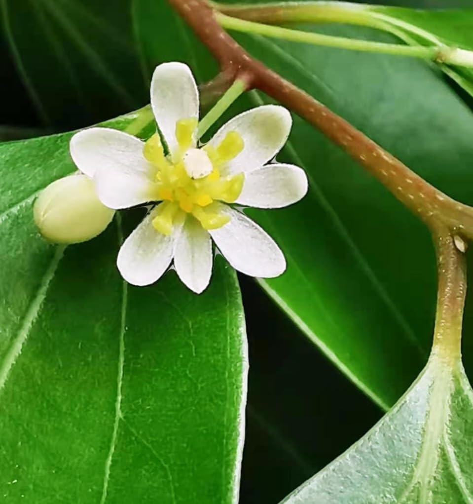 Amazon.com : 35 Cinnamon Tree Seeds Cinnamomum verum Fast Growing