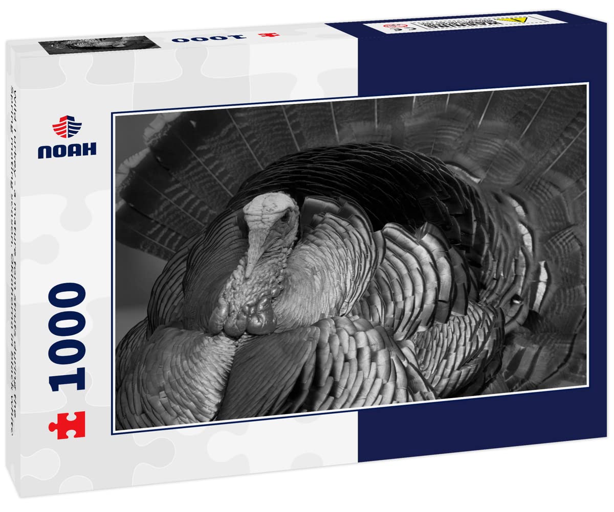 Amazon.com: Noah Jigsaw Puzzle Wild Turkey - a Mature Tom Struts