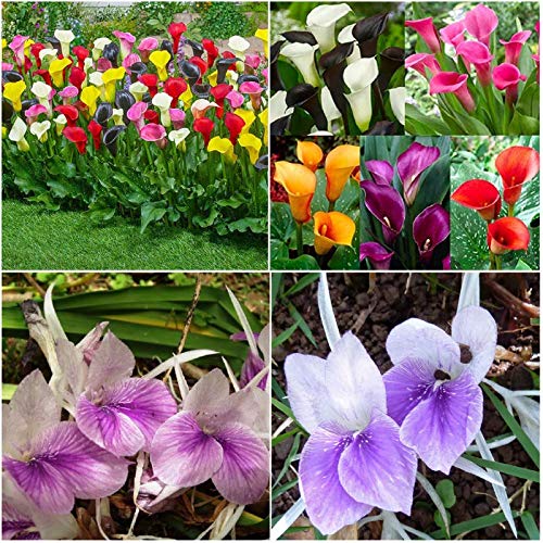 See full amazon price history chart for FernsFly� IMP. Combo Pack Calla lily Flower Bulbs + Kaempferia Flower Bulbs Combo Aromatic Flower Bulbs Pack Home Outdoor Gardening Flowers Blooming planting pack of 1 (1 Calla lily + 1 Kaempferia) FernsFly� IMP. Combo Pack Calla lily Flower Bulbs + Kaempferia Flower Bulbs Combo Aromatic Flower Bulbs Pack Home Outdoor Gardening Flowers Blooming planting pack of 1 (1 Calla lily + 1 Kaempferia) (B091J2FTXV) Amazon Price History, Amazon Price Tracker