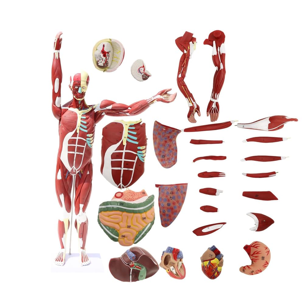 YNIYUJKL Human Anatomy Model, Multifunctional Muscular Figure With 347 Number And 27 Removable Parts For Training And Education, Anatomical Muscle Organ Manikin