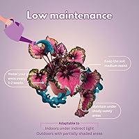 Vista 5 de BubbleBlooms Harmony's Red Begonia Rex Series, rojo y verde holográfico, planta interior de 4 pulgadas Grower's Choice