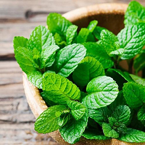 Grixisonsazia Peppermint/Pudina Seeds For Home Terrace And Kitchen Indoor Outdoor Gardening Planting Farming (Pack Of 100 Seeds)