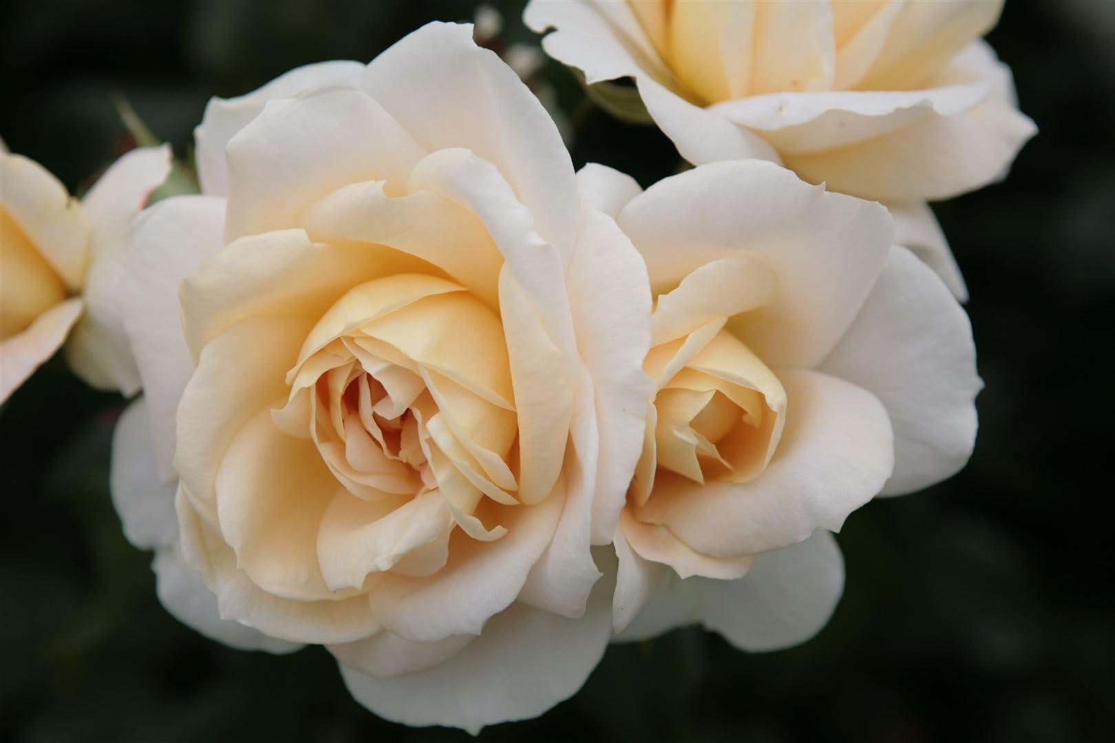 Stammrose Rosa Lion's Rose 90 cm Edelrose winterhart für Beet Kübel | pflegeleicht, reiche Blüte, duftend, für Beet und Kübel, sonniger Standort, robust, langlebig, mehrjährig blühend