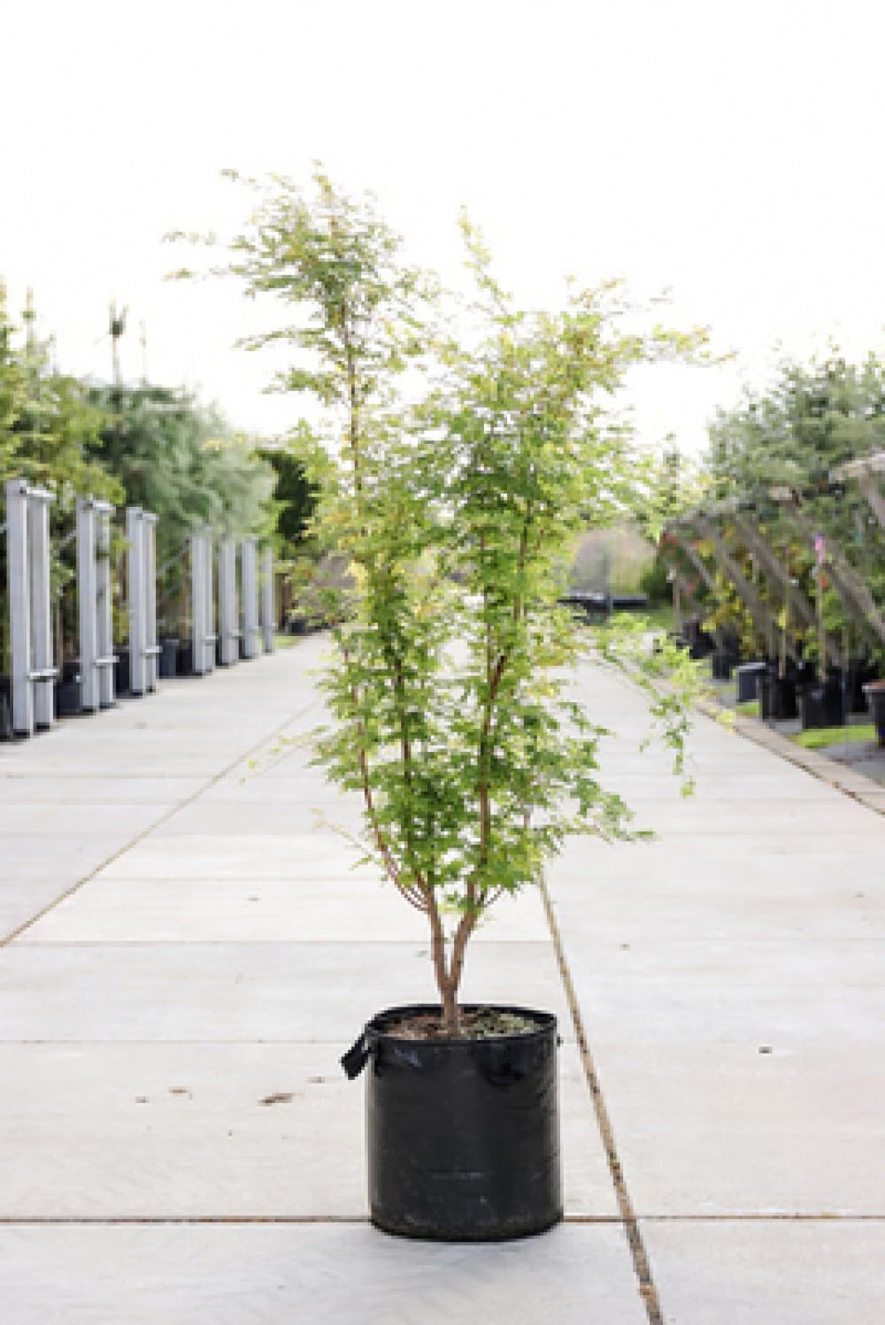 Acer palm. 'Sangokaku' ('senkaki') - Erable Du Japon,Érable Palmé 'Sangokaku' 50-60 cm en pot