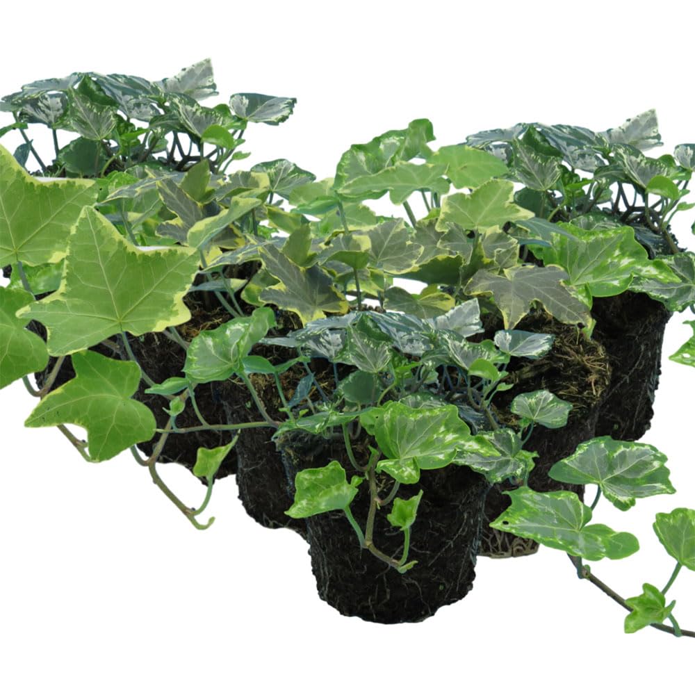 Shimmer Ivy Mix – 6 x Hardy Hedera Helix Plants in 10.5cm – Fast-Growing Evergreen Climbers for Baskets, Fences or Indoor Displays- Ready to Plant - Pot Not Included