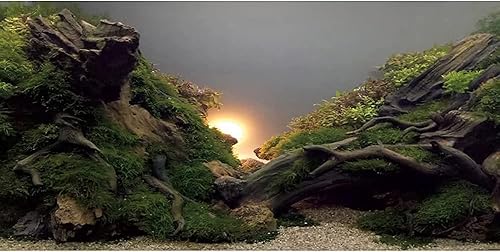 Miniatura 1 de AWERT Fondo de acuario de lecho de río y lago Sol de plantas acuáticas para pecera, vinilo de 30 x 12 pulgadas
