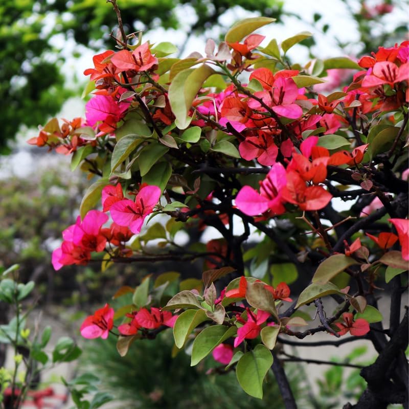 Miniatura 2 de 2 plantas de buganvilla rosa y roja, plantas de buganvillas vivas, árbol con flores de buganvillas vivas de 3 a 4 pulgadas de alto, flores vivas