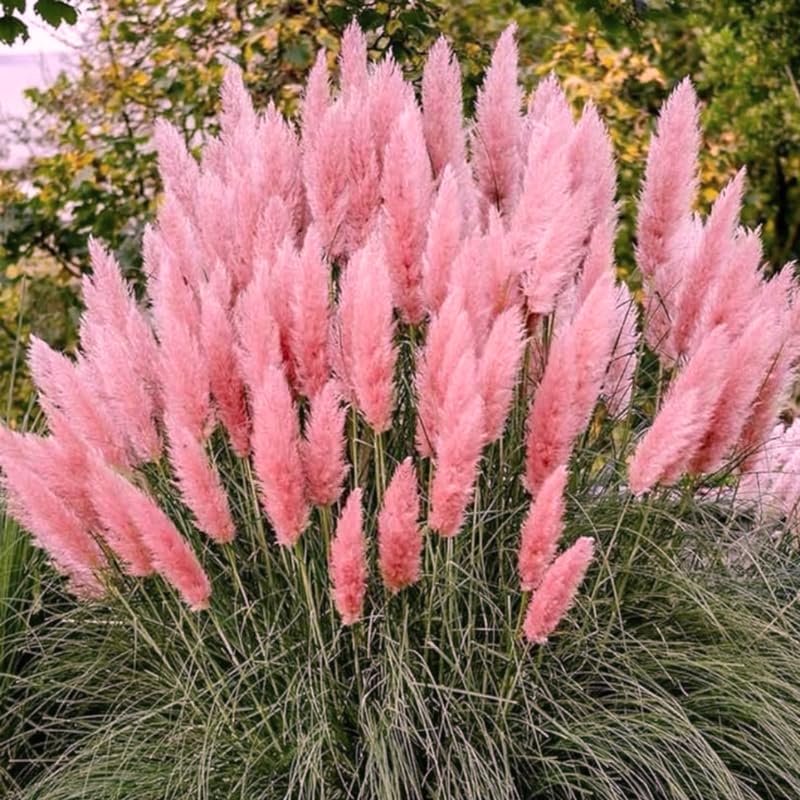 2 Pink Pampas Ornamental Grass Live Plants 4-8 Inch Tall