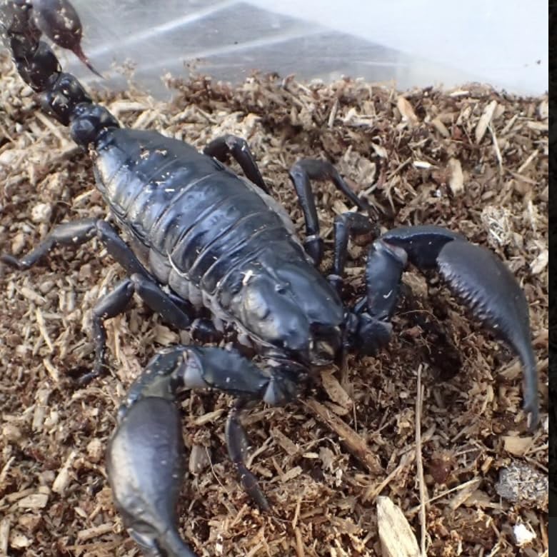 【標本】スーザンシールドテールドスコーピオン キョクトウサソリムカデセンチピード 標本】スーザンシールドテールドスコーピオン キョクトウサソリムカデ