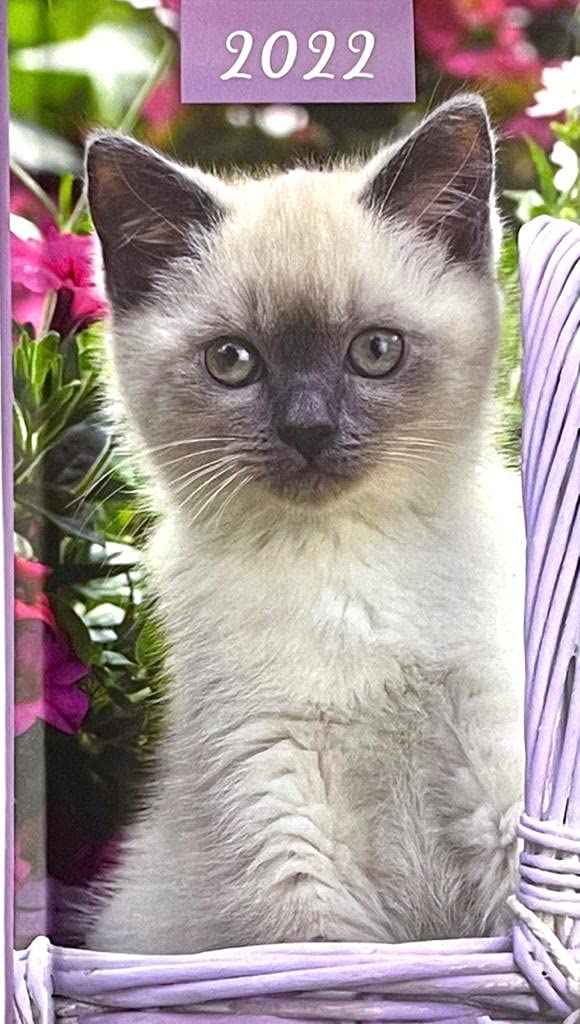 PSO 2026 Diary Slim Week to View Fashion soft padded hardback Puppies & Kittens Photographic Diary