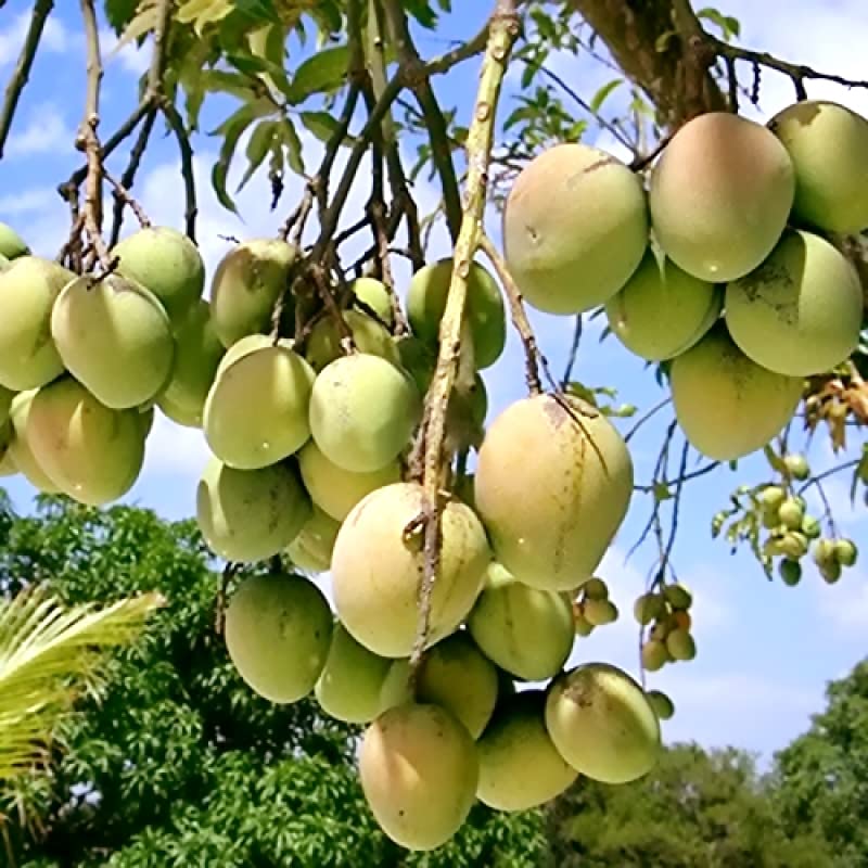 The Gifti®Experience the Taste of Bengal Rare Himsagar Mango Fruit Healthy Grafted Live Plant Juicy and Delicious for your home garden (B0C4BD17P2) Amazon Price History, Amazon Price Tracker