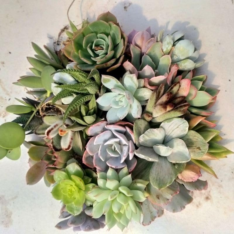 Miniatura 3 de The Succulent Cult - 20 esquejes variados de suculentas vivas, sin repeticiones, ideales para terrarios, mini jardines y como plantas de inicio