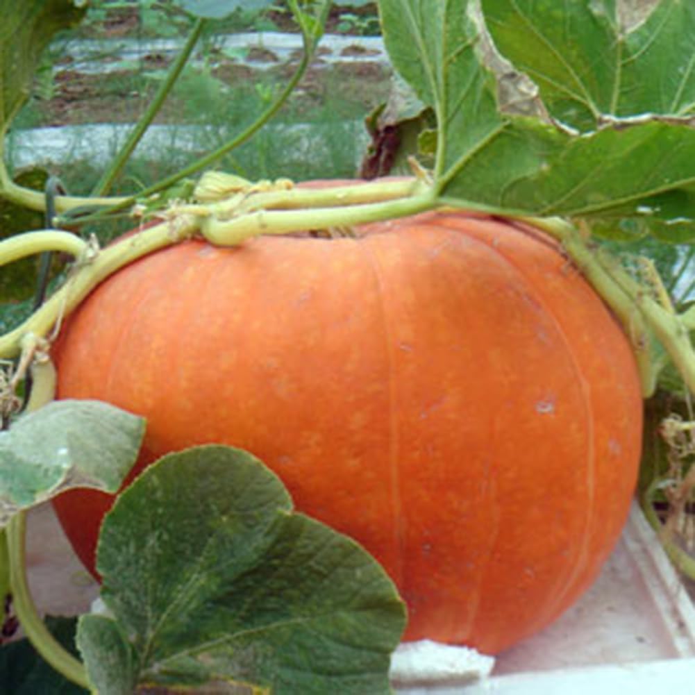 Semi Di Zucca Giganti - 25 Pezzi Per Coltivare Zucche Enormi Da Record - Foto 4