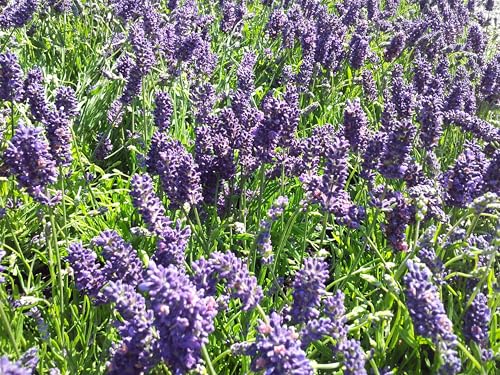 Lavendel-Pflanze Stauden Gänge 10 x Lavandula angustifolia Munstead
